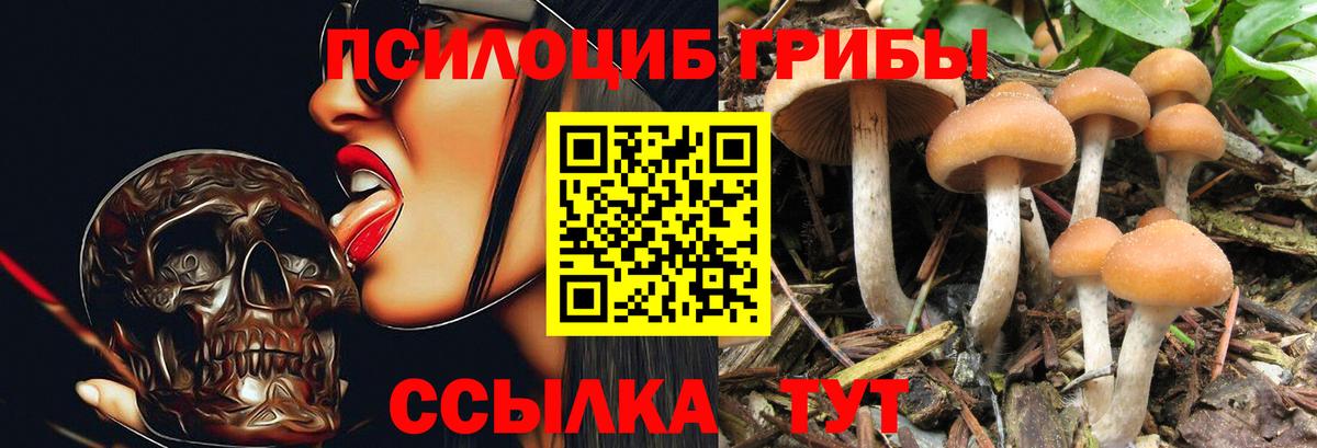 купить наркотики сайты  Псилоцибиновые грибы ЛСД  Елизово  Вход с VPN  Псилоцибиновые грибы Psilocybe 
